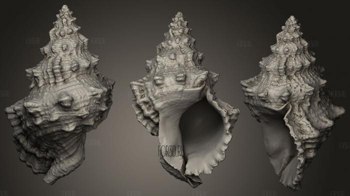 Seashell 3D stl model for CNC